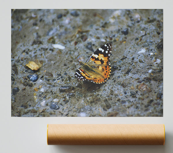 Orange Butterfly On Stone