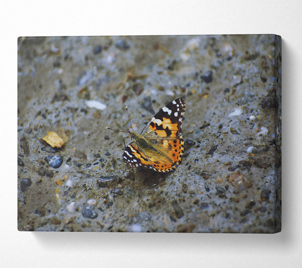 Orange Butterfly On Stone