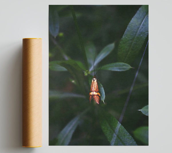 Orange Moth In Green