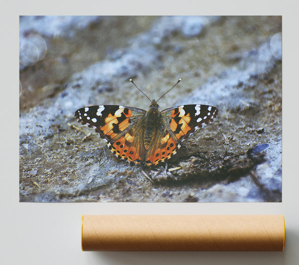 Orange Butterfly On Grey Stone