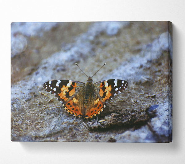 Orange Butterfly On Grey Stone