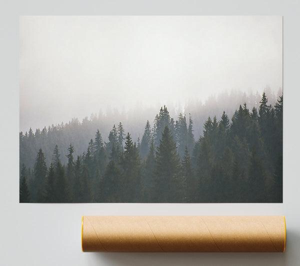 White Foggy Forest