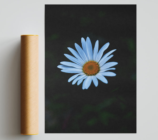 Blue Daisy Bloom