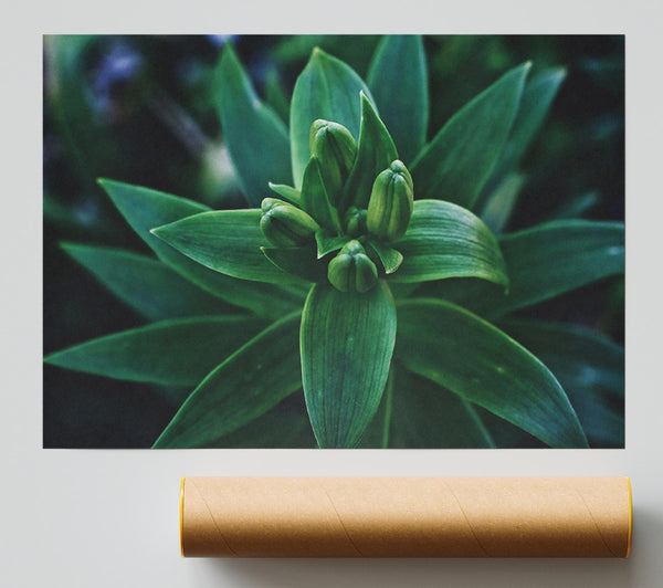 Emerald Green Buds