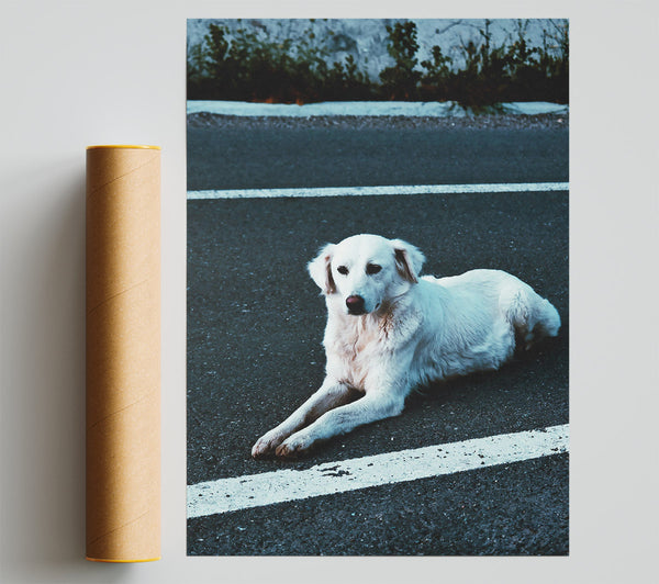 White Dog On Black Asphalt