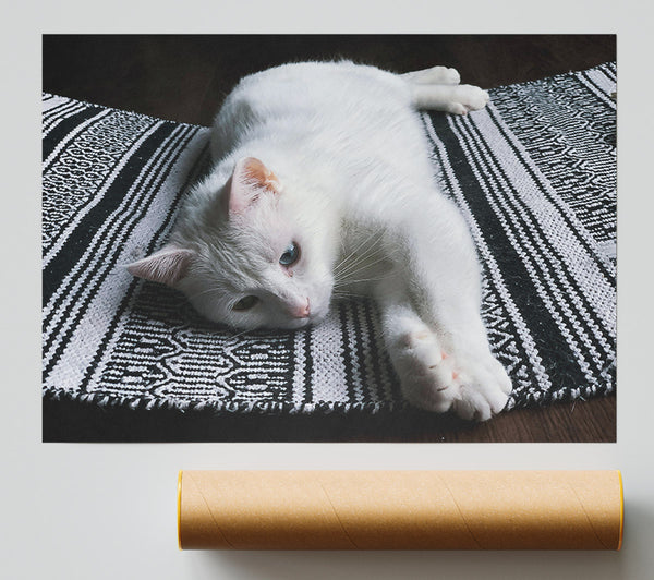 White Cat On Stripes