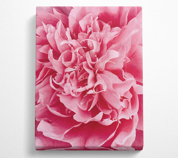 Pink Peony Embrace