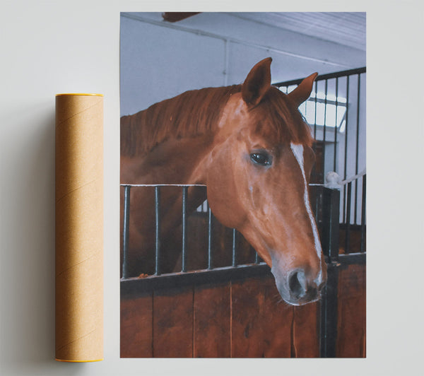 Chestnut Horse Stall