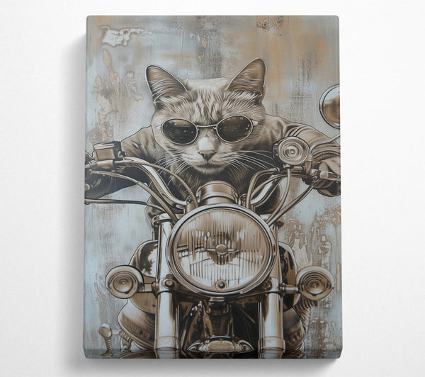 Motorbike Cat