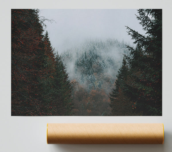 Gray Forest Mist