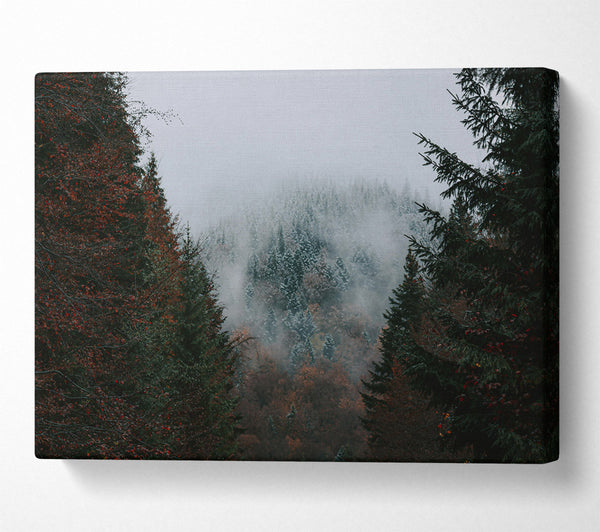 Gray Forest Mist