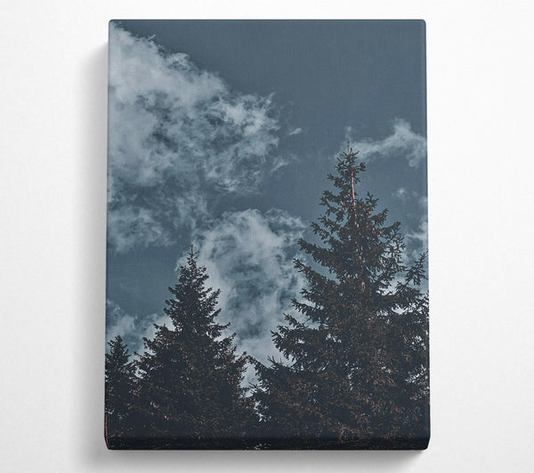 Azure Pines And Clouds