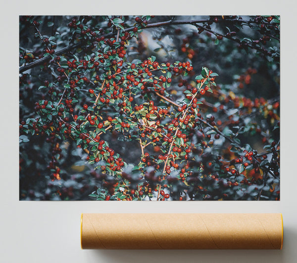 Crimson Berry Branches