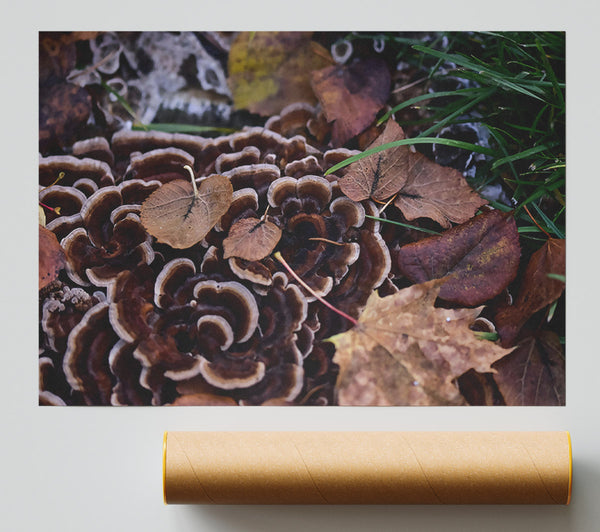 Brown Shelf Fungi And Leaves