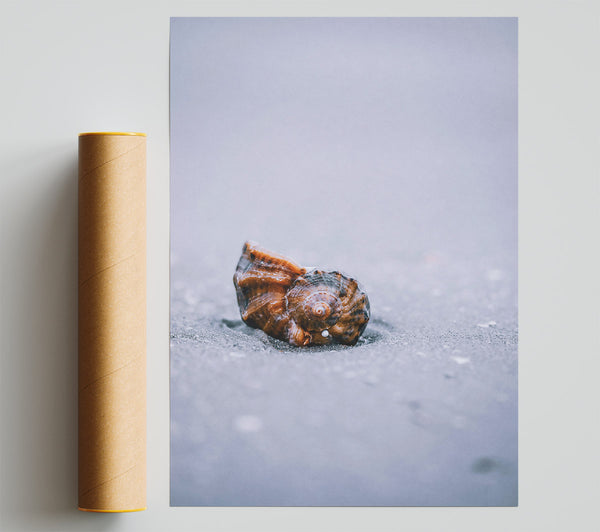 Brown Shell On Sand