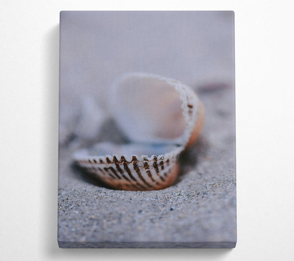 Sand-Colored Seashell