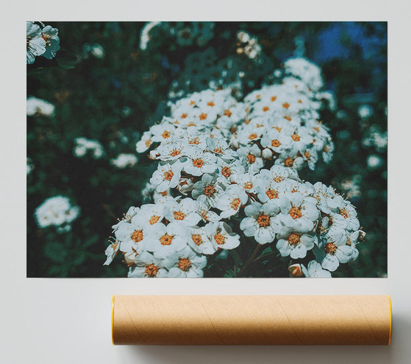 White Blooms In Teal Light