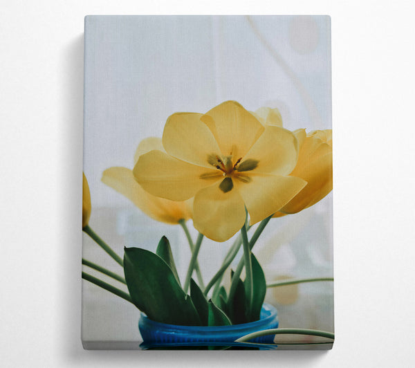 Pale Yellow Tulips