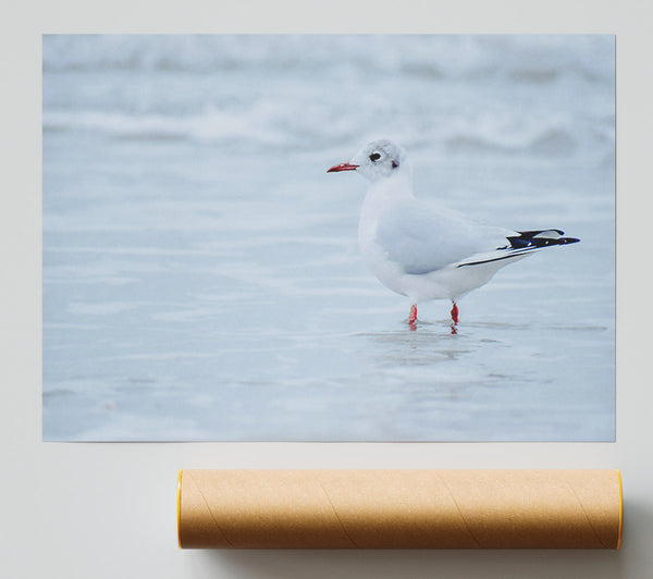 White Seagull On Shore