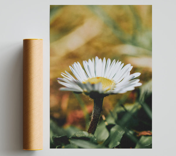 Golden Yellow Daisy Bloom