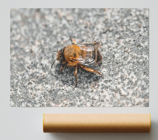 Golden Bee On Stone