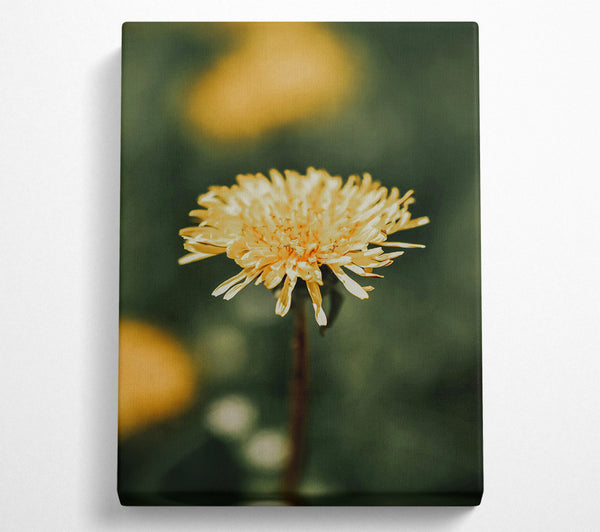 Golden Dandelion Bloom