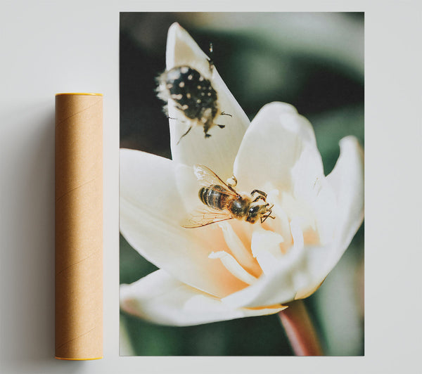 White Bloom And Buzzing Bee