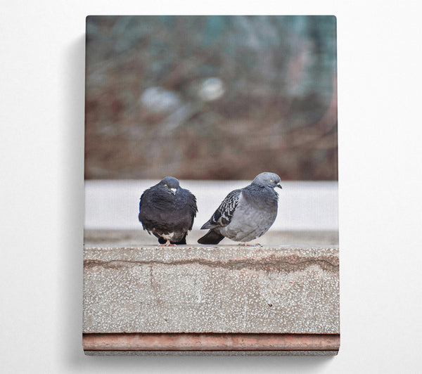 Grey And Black Pigeons