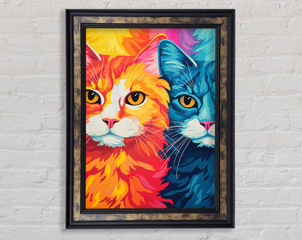 Orange And Blue Cat