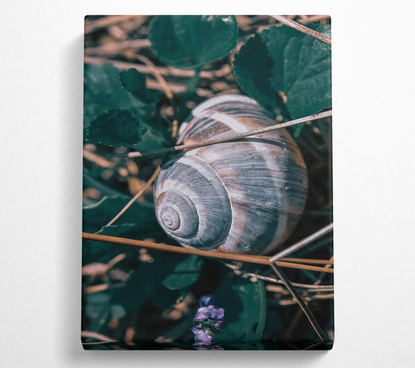 Green Snail Shell