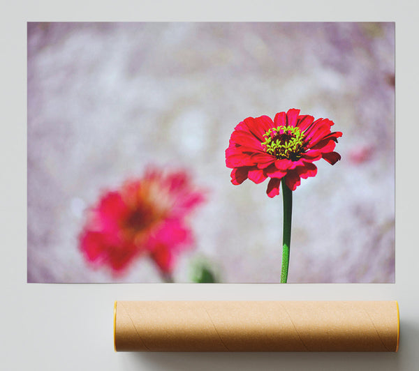 Crimson Bloom In Focus