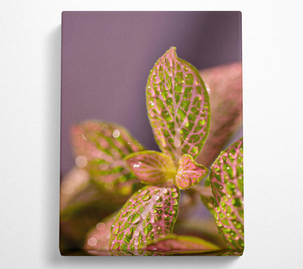 Pink Dewy Leaves