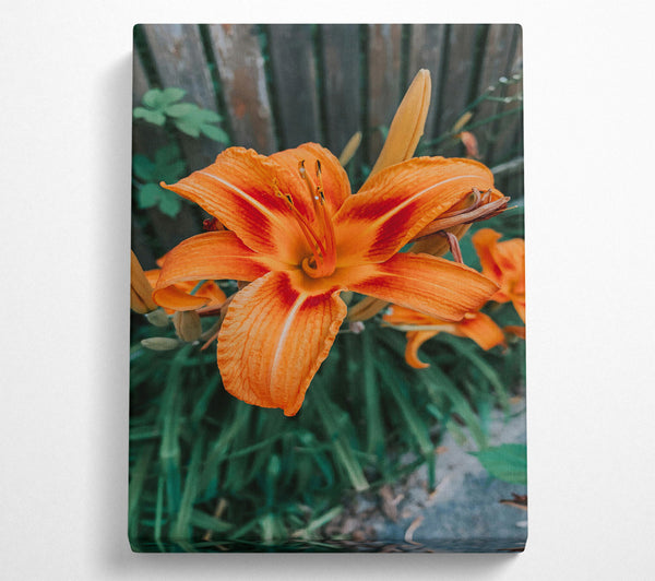 Orange Lily Bloom