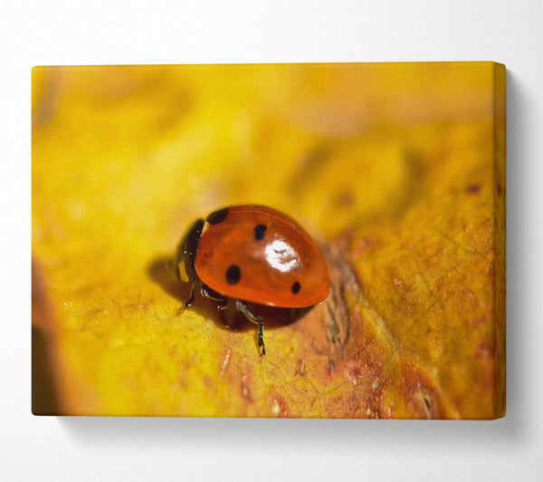 Red On Yellow Leaf