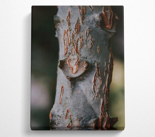 Rustic Grey Bark