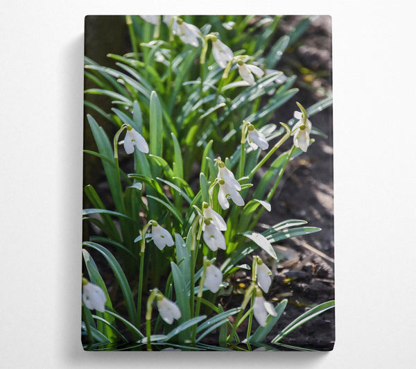 Green And White Snowdrops