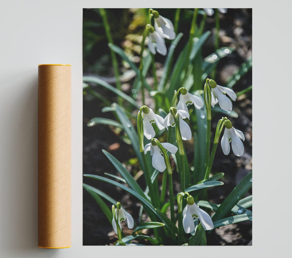 Green Snowdrop Meadow