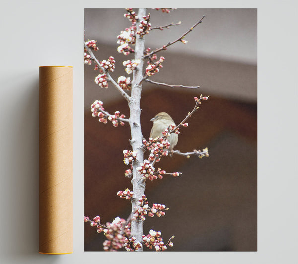 Pink Blossom Sparrow