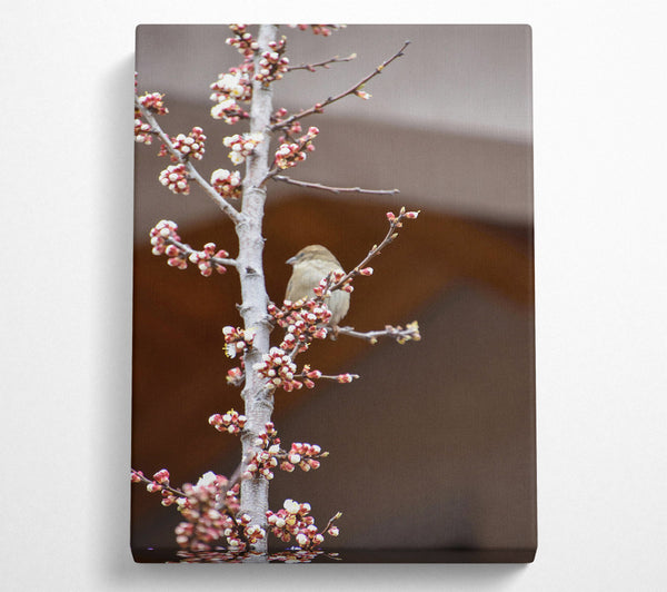 Pink Blossom Sparrow