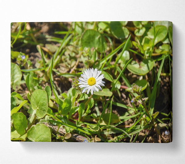 White Daisy In Green Grass