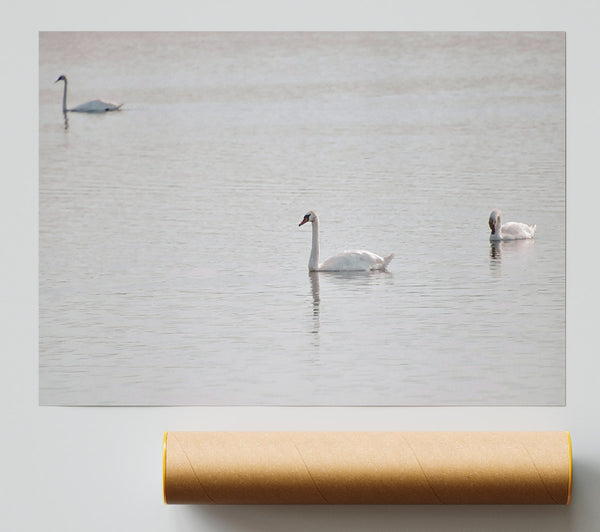 Pale Blue Swans