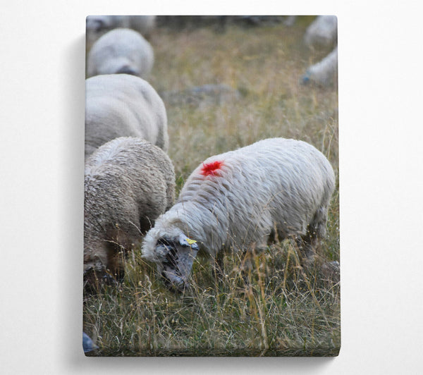 Red Marked Sheep