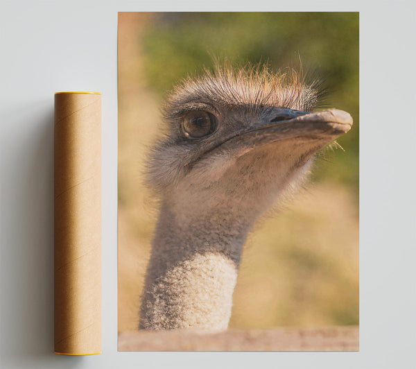 Tan Ostrich Gaze