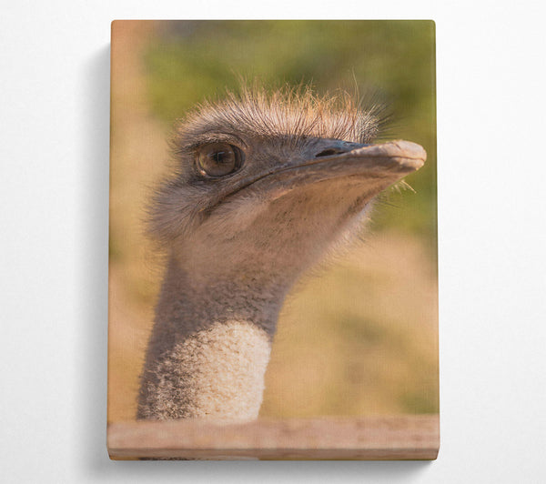 Tan Ostrich Gaze