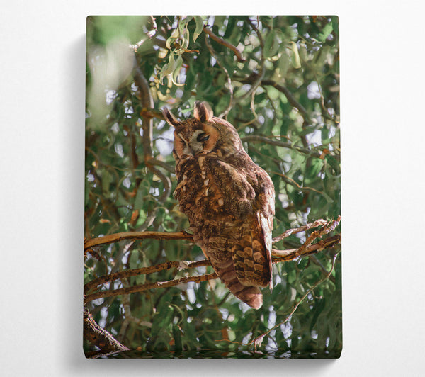 Brown Owl In The Tree