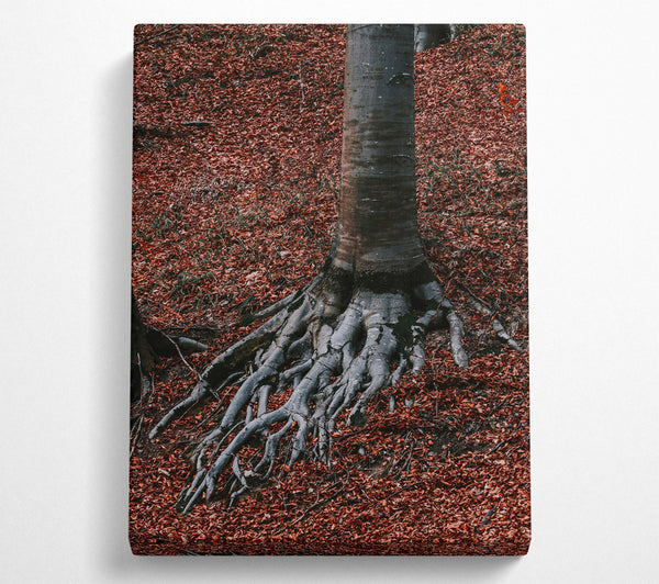 Rust-Colored Roots