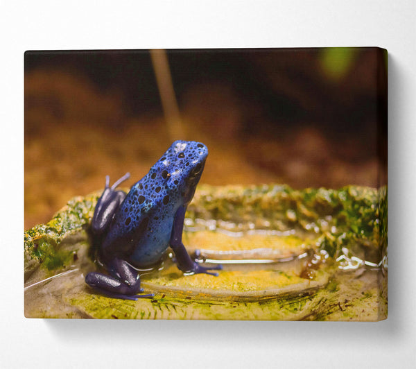 Azure Frog Pondside