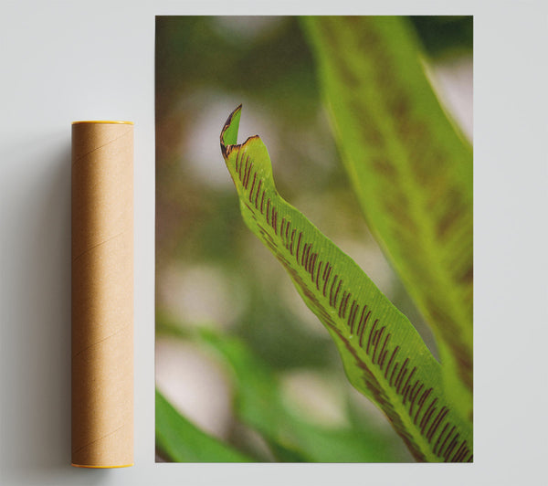 Green Fern Detail.