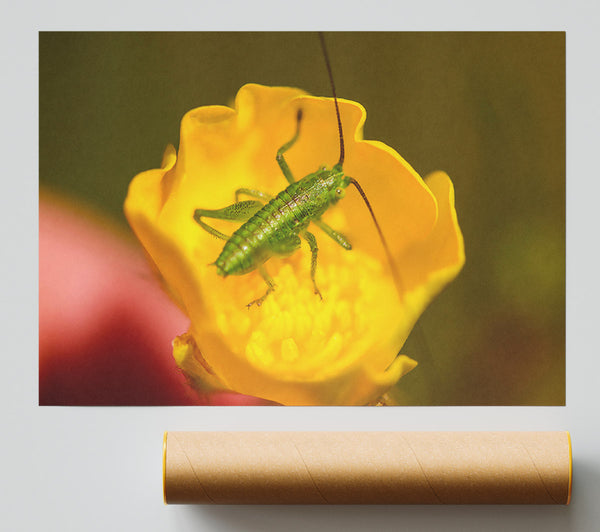 Green On Yellow Flower