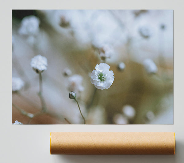 White Flower Focus